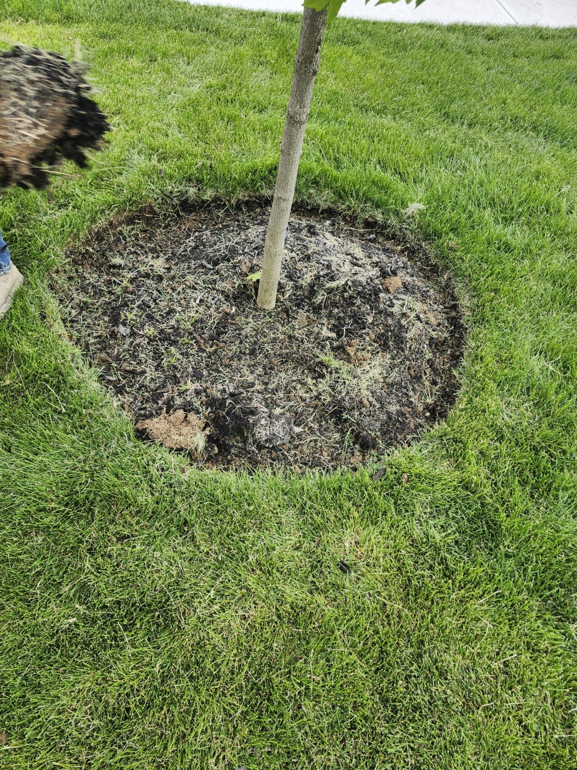 Tree Mulch Ring — before