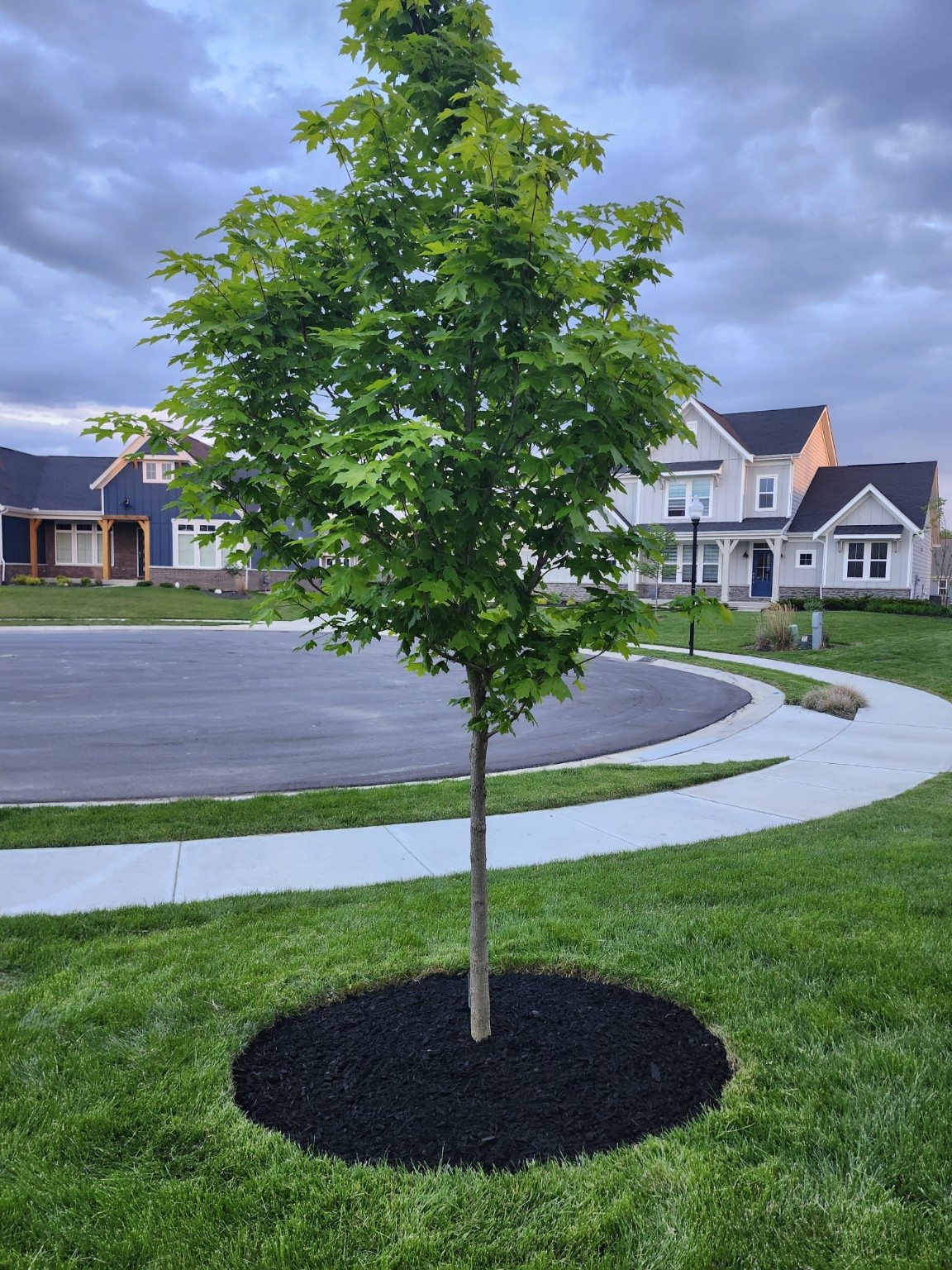 Tree Mulch Ring — after