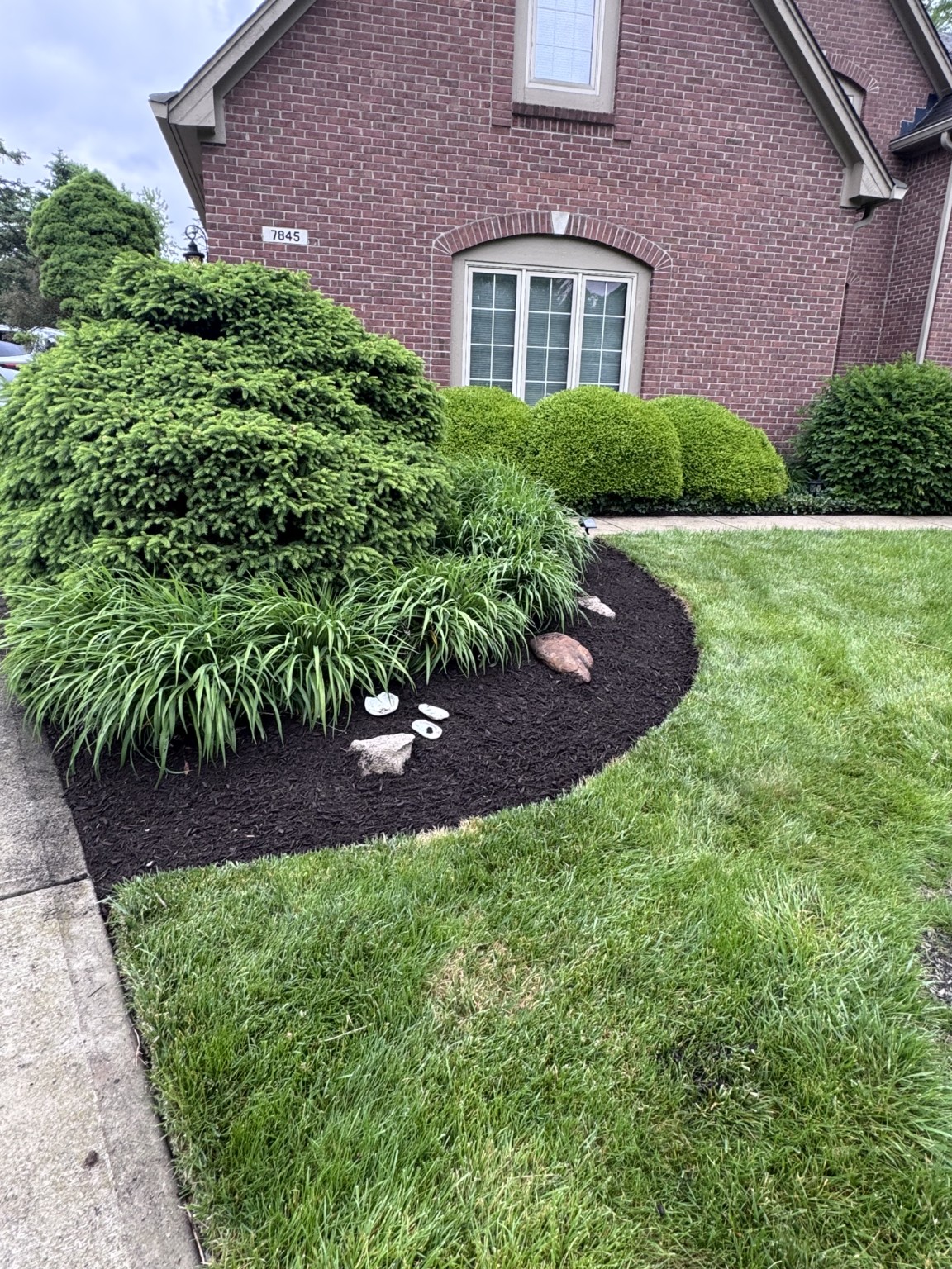 Evergreen Bed Mulching — after